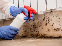 Best Mold Damage Restoration  in Iowa Park, TX